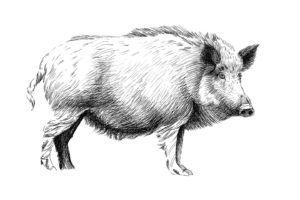 white boar sketch